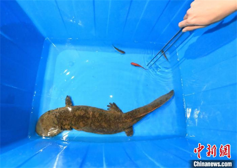 Gansu : une salamandre sauvage de 70 cm de long sauvée à Lanzhou