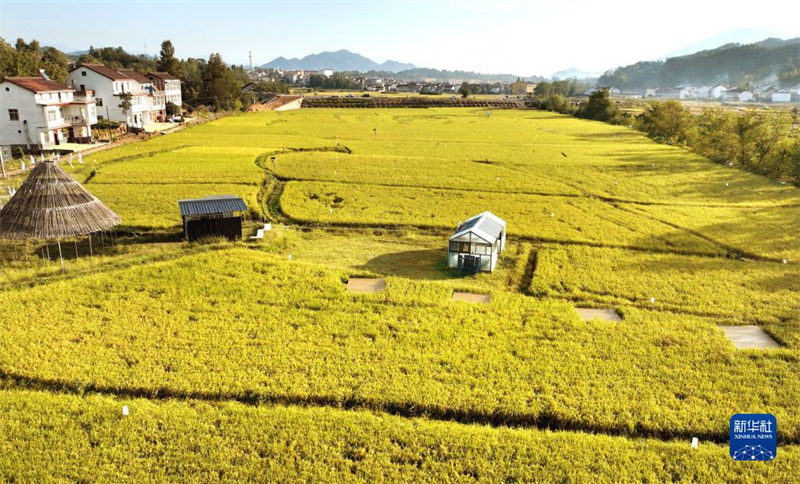 Shaanxi : la scène des rizières dorées, signe d'une récolte fructueuse