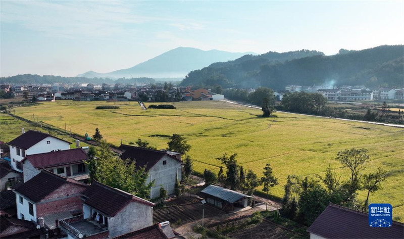 Shaanxi : la scène des rizières dorées, signe d'une récolte fructueuse