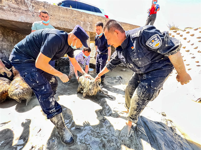 Xinjiang : la police aide un berger à sauver des moutons pris dans la boue