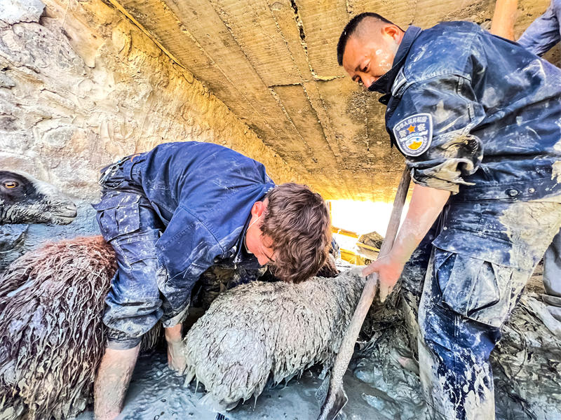 Xinjiang : la police aide un berger à sauver des moutons pris dans la boue