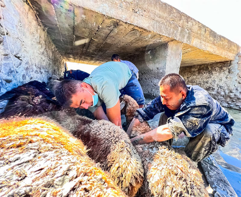 Xinjiang : la police aide un berger à sauver des moutons pris dans la boue