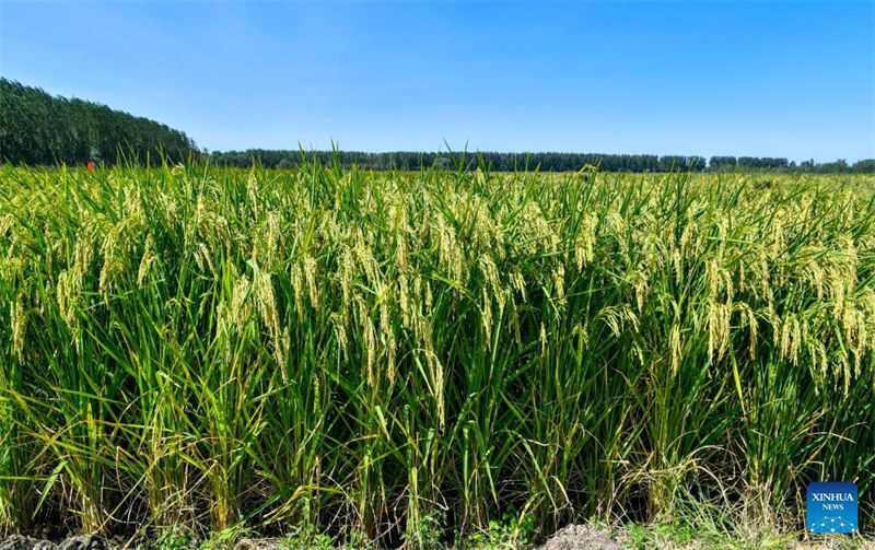 Le ? riz géant ? va entrer dans la saison de la récolte en octobre à Tianjin