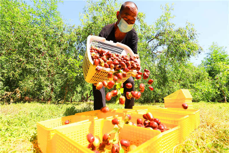 Xinjiang : la cueillette des jujubes précoces occupe les agriculteurs