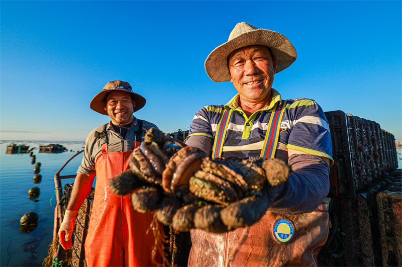 Shandong : l'industrie caractéristique autour de l'abalone dans une commune c?tière