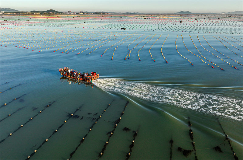 Shandong : l'industrie caractéristique autour de l'abalone dans une commune c?tière