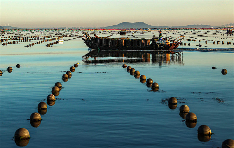 Shandong : l'industrie caractéristique autour de l'abalone dans une commune c?tière