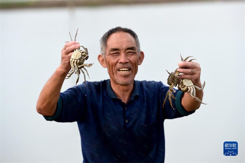 Anhui : les crabes chevelus frais de Wuhe arrivent sur le marché