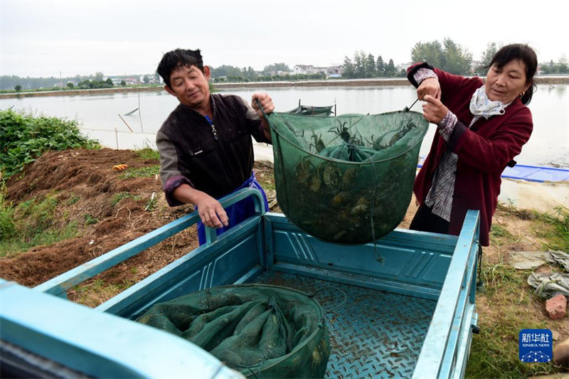 Anhui : les crabes chevelus frais de Wuhe arrivent sur le marché