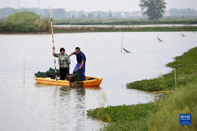 Anhui : les crabes chevelus frais de Wuhe arrivent sur le marché