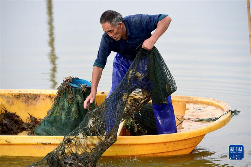 Anhui : les crabes chevelus frais de Wuhe arrivent sur le marché