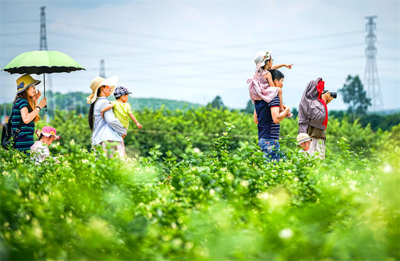 Guangxi : Hengzhou, capitale chinoise et mondiale du jasmin