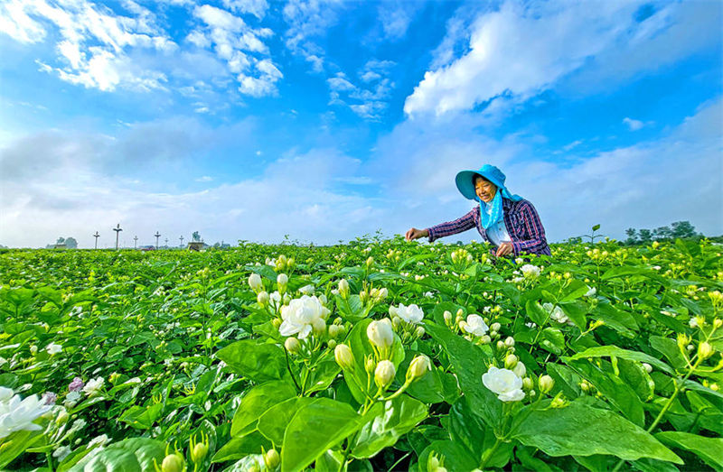 Guangxi : Hengzhou, capitale chinoise et mondiale du jasmin