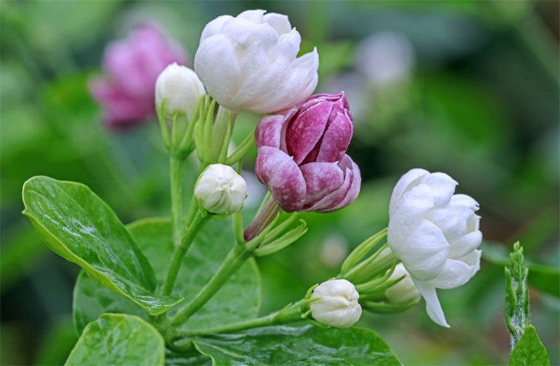 Guangxi : Hengzhou, capitale chinoise et mondiale du jasmin