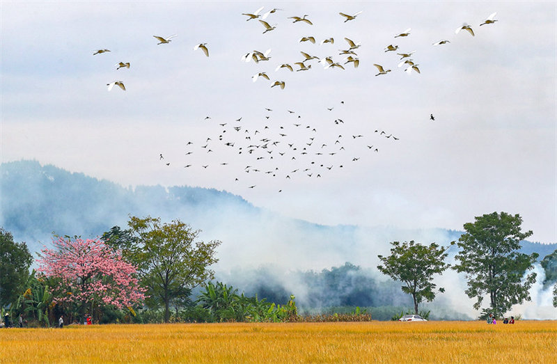 Guangxi : Hengzhou, capitale chinoise et mondiale du jasmin