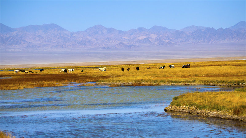 Gansu : la beauté des zones humides colorées