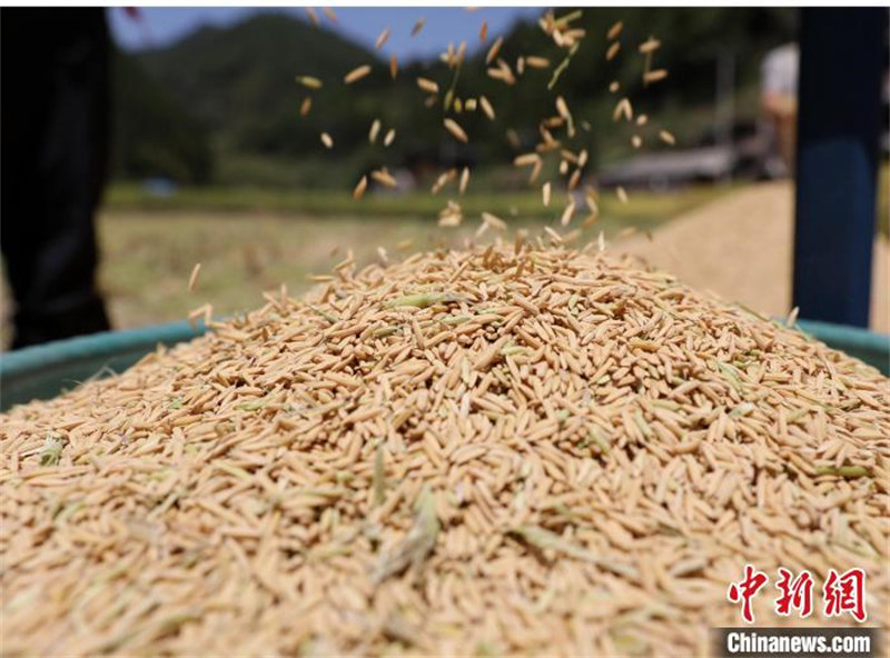 Guizhou : épis de riz odorants, machines agricoles occupées à la récolte