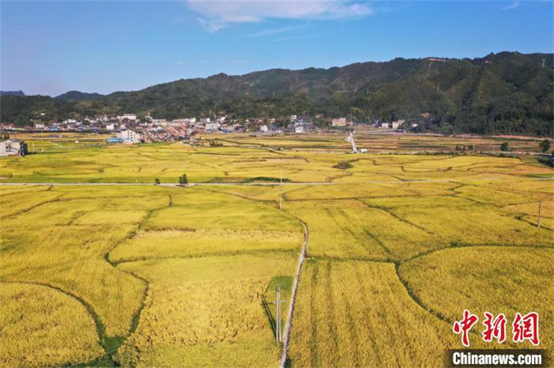 Guizhou : épis de riz odorants, machines agricoles occupées à la récolte