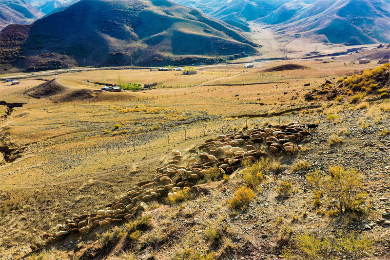 Xinjiang : la migration d'automne des paturages a commencé