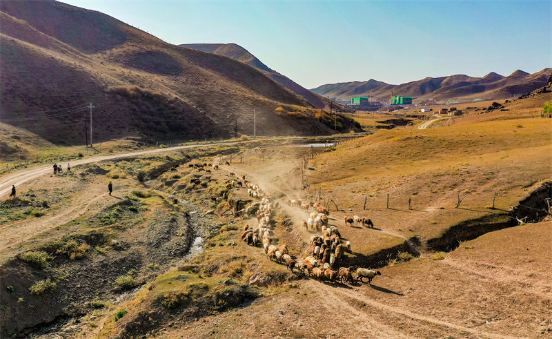 Xinjiang : la migration d'automne des paturages a commencé