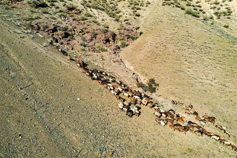 Xinjiang : la migration d'automne des paturages a commencé