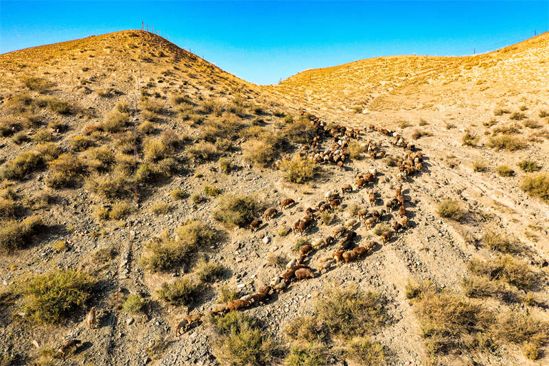 Xinjiang : la migration d'automne des paturages a commencé