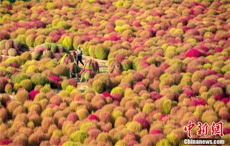 Un nouveau paysage de la revitalisation rurale de la Chine