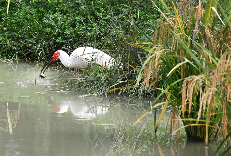 Shaanxi : les ibis nippons volent et jouent dans les rizières