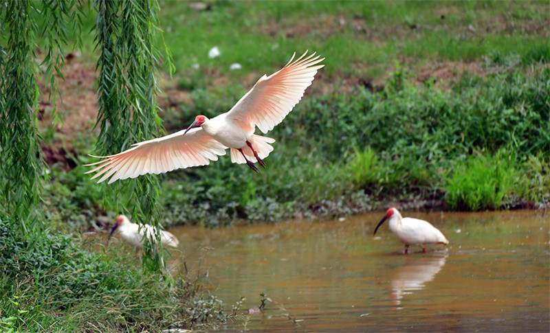 Shaanxi : les ibis nippons volent et jouent dans les rizières