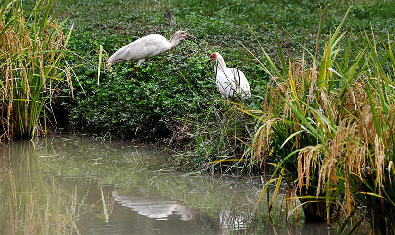 Shaanxi : les ibis nippons volent et jouent dans les rizières