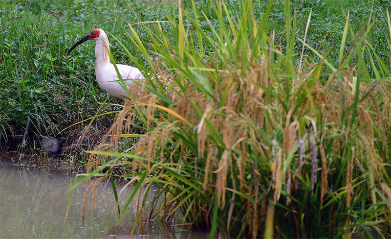 Shaanxi : les ibis nippons volent et jouent dans les rizières