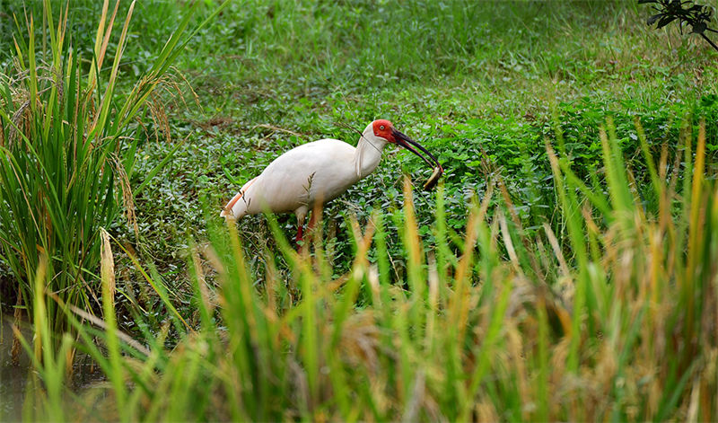 Shaanxi : les ibis nippons volent et jouent dans les rizières