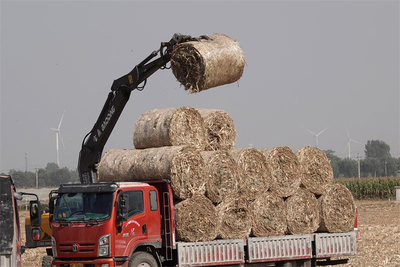 Henan : la paille de ma?s est transformée de déchets en trésor