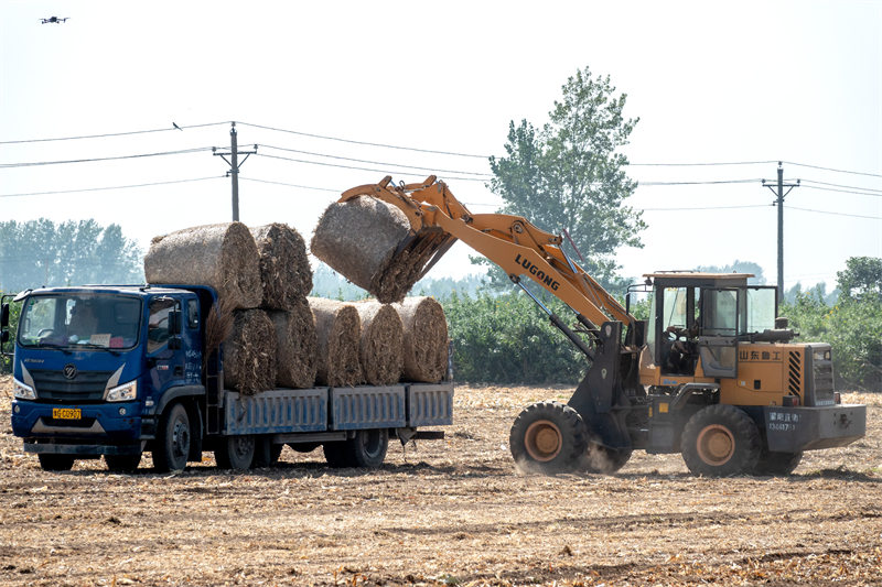 Henan : la paille de ma?s est transformée de déchets en trésor