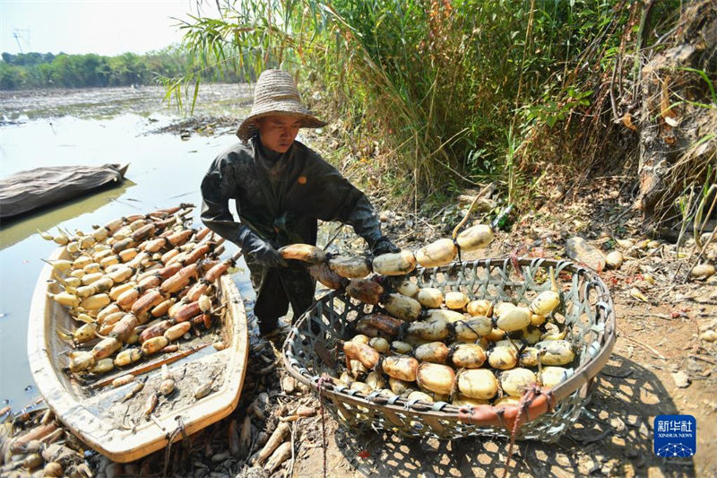 Hunan : la fructueuse cueillette de racines de lotus de l'automne doré