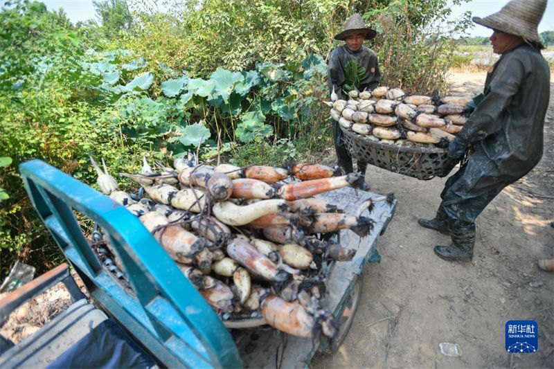 Hunan : la fructueuse cueillette de racines de lotus de l'automne doré