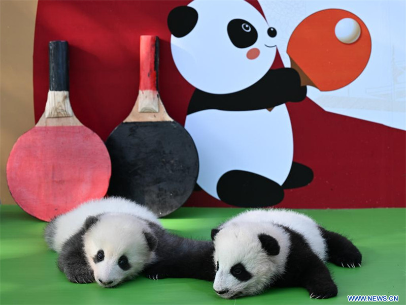 Chine : première apparition publique de bébés pandas géants dans une base d'élevage