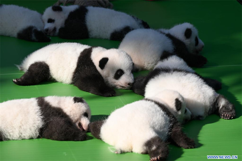 Chine : première apparition publique de bébés pandas géants dans une base d'élevage