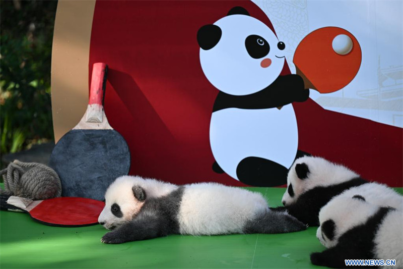 Chine : première apparition publique de bébés pandas géants dans une base d'élevage