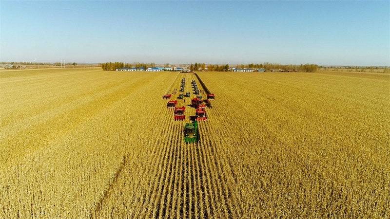 Heilongjiang : une riche récolte en vue