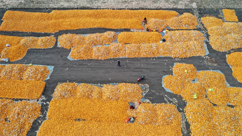 Heilongjiang : une riche récolte en vue