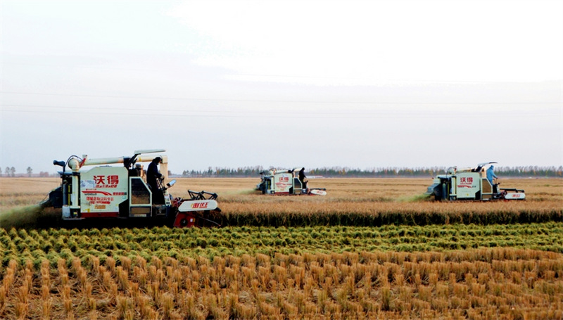 Heilongjiang : une riche récolte en vue