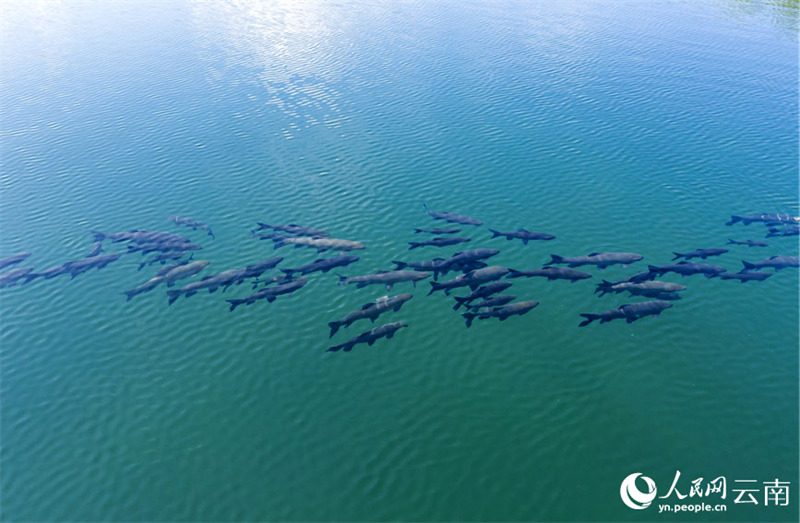 La merveille naturelle de la ? formation de carpes noires ? réapparait dans le Yunnan