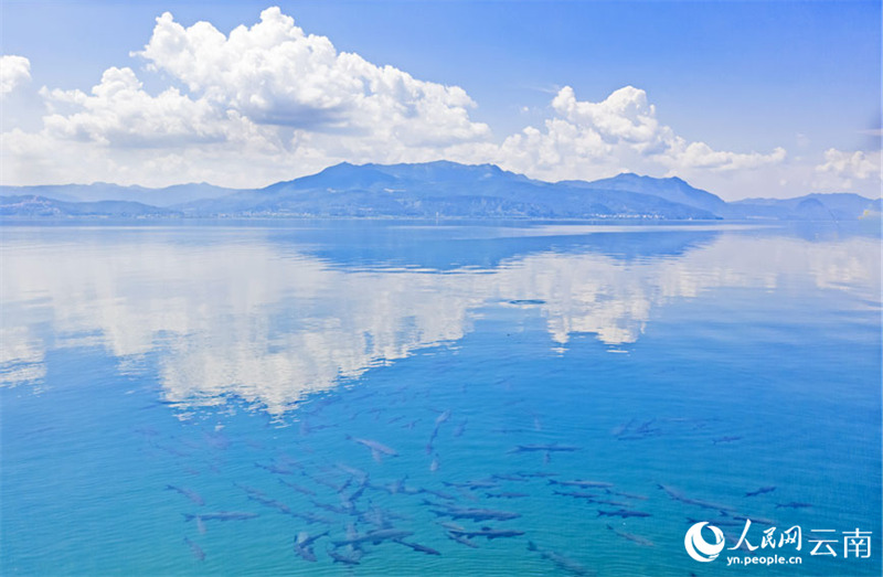 La merveille naturelle de la ? formation de carpes noires ? réapparait dans le Yunnan