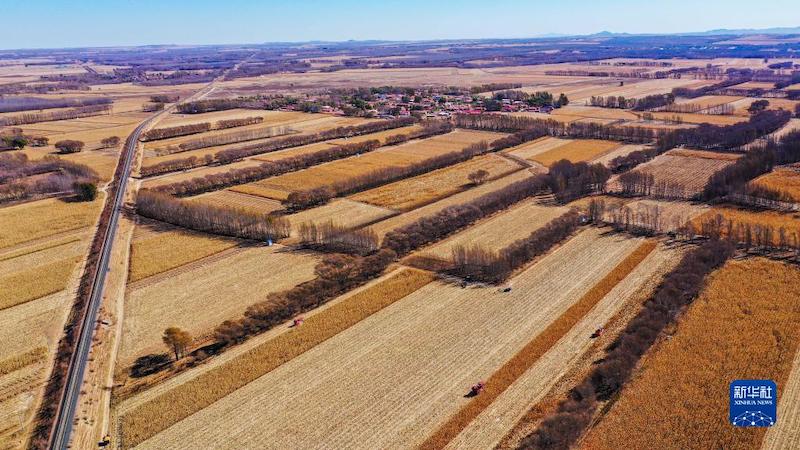 Une récolte exceptionnelle de ma?s à Tongliao, en Mongolie intérieure