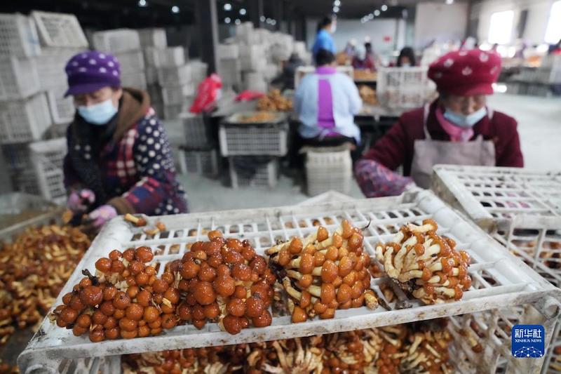 Les ? petits champignons ? font pousser une ? grande industrie ? rémunératrice