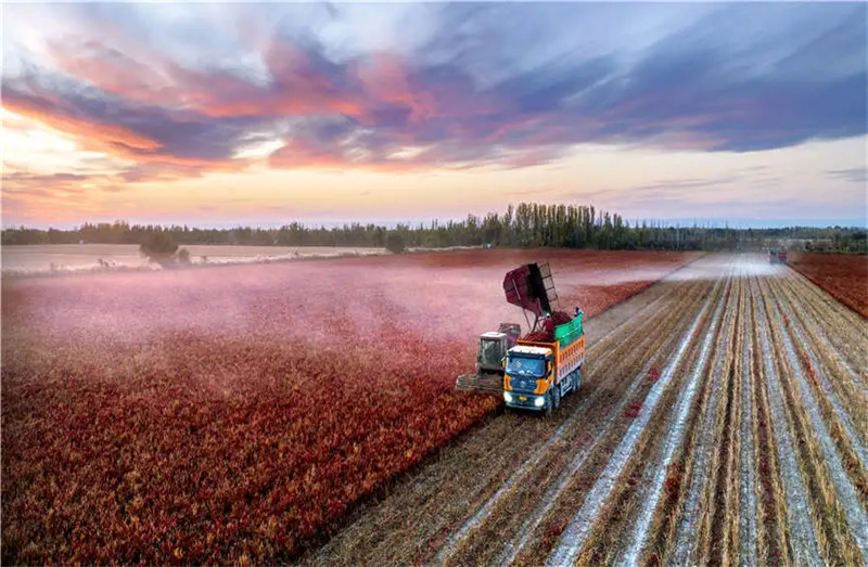 Xinjiang : la récolte du piment désormais entièrement mécanisée à Karamay