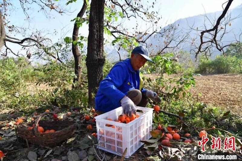 Shanxi : l'industrie du kaki prospère a favorisé l'augmentation des revenus