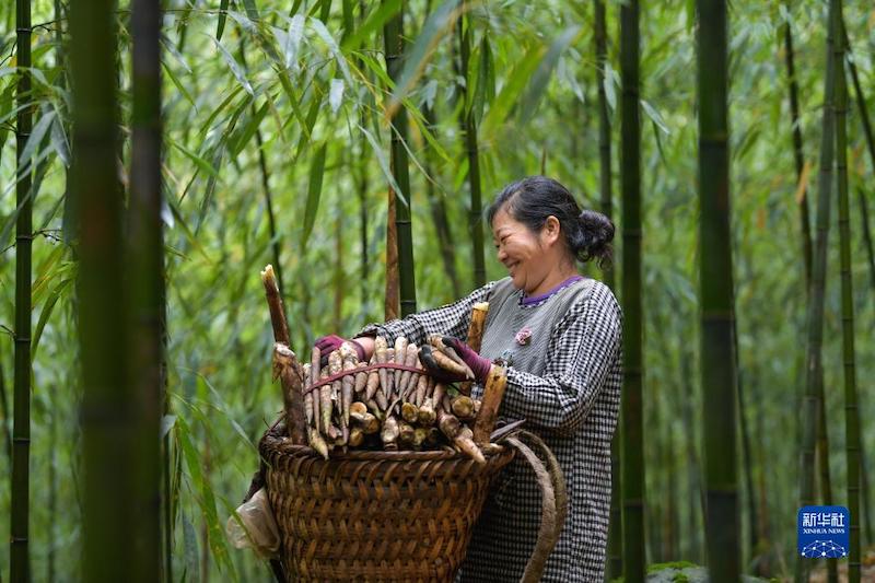 Guizhou : 50 000 mu de grosses pousses de bambou récoltées et commercialisées à Chishui 