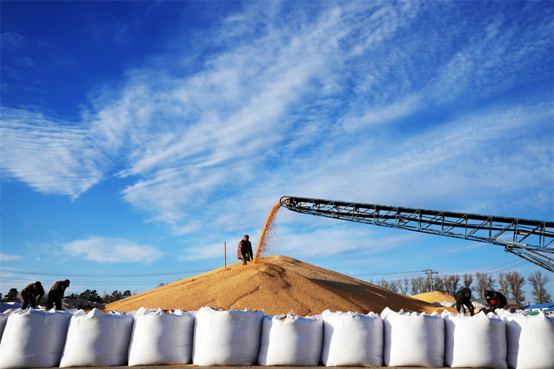 Chine : récolte dans le Heilongjiang